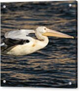 Young Pelican 2016-7 Acrylic Print