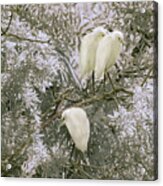 Young Snowy Egrets In The Trees Acrylic Print