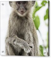 Young Vervet Monkey Pausing To Look At Me, No. 2 Acrylic Print