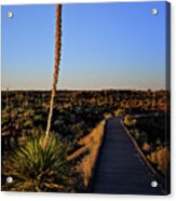 Yucca By The Path Acrylic Print