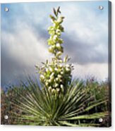Yucca In Bloom Acrylic Print