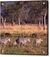 Zebra Family Landscape Acrylic Print