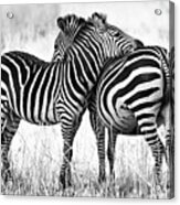 Zebra Love Acrylic Print