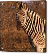 Zebra Portrait At Sunset Acrylic Print