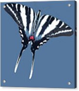 Zebra Swallowtail Butterfly Acrylic Print