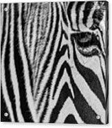 Zebra's Eye Acrylic Print