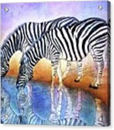 Zebras Acrylic Print