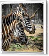 Zebras Acrylic Print