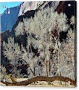 Zion National Park Riverside Trees Acrylic Print