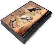 Ciconiiformes Jigsaw Puzzles
