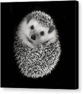 Hedgehog Canvas Print