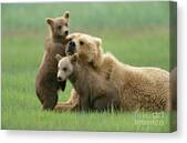 Grizzly Cubs Play With Mom Canvas Print