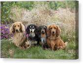 Miniature Long-haired Dachshunds #12 Canvas Print