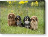 Miniature Long-haired Dachshunds #8 Canvas Print