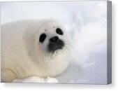 Harp Seal Baby #6 Canvas Print