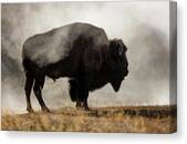 Bison in Misty Landscape Canvas Print
