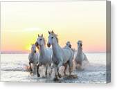 Camargue White Horses Running In Water Canvas Print
