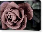 Dusty Rose Photograph by Christina Phelps - Fine Art America