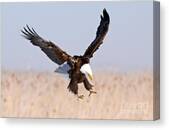 Eagle X Canvas Print