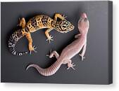 Leopard Gecko E. Macularius Collection Canvas Print