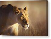 Lioness Portrait-1 Canvas Print