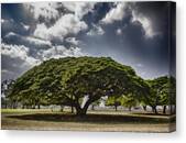 Monkey Pod Tree- Oahu Hawaii Canvas Print