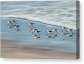 Sandpipers Canvas Print