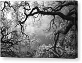Sheltering Sky Canvas Print