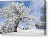 Snow-Covered Tree in Winter Landscape Canvas Print