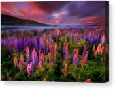Springtime Rush Canvas Print by Patrick Marson Ong