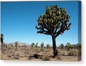 Desert Landscape with Joshua Trees Canvas Print by Bernard Friel