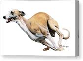 Speeding Greyhound on White Background Canvas Print