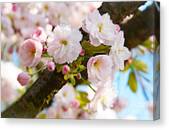 Wild cherry blossom Photograph by Angela Doelling - Fine Art America