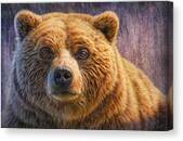 Grizzly Portrait Canvas Print
