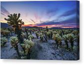Cholla Cactus Garden In Joshua Tree National Park At Sunset #2 Canvas Print