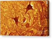 Spinal Cord Multipolar Neurons #2 Canvas Print