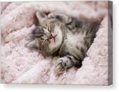 Kitten Sleeping On Towel Canvas Print