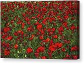 Blooming Poppies Field Canvas Print
