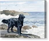 Flat Coated Retriever At The Beach Canvas Print