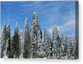 Snowy Pines At Mount Rainier Canvas Print