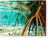 Snook In The Mangroves Canvas Print