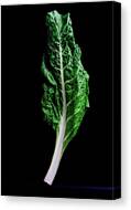 Swiss Chard Canvas Print