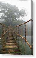 Jungle Journey 2 Canvas Print Jungle Journey 2 Canvas Print