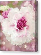 Dreamy Cottage Shabby Chic Pink and White Soft Ethereal Fluffy Rose ...