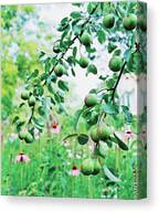 Organic Fruits Hanging On Branch Canvas Print
