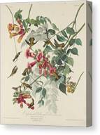 Ruby-throated Hummingbird #1 Canvas Print