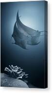 Graceful Manta Rays in Deep Ocean Canvas Print by Andrey Narchuk