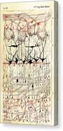 Golgi Olfactory Bulb Of Dog Canvas Print