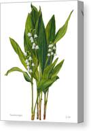 Lily Of The Valley - Convallaria Majalis Canvas Print
