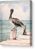 Pelican by the Seaside Canvas Print
